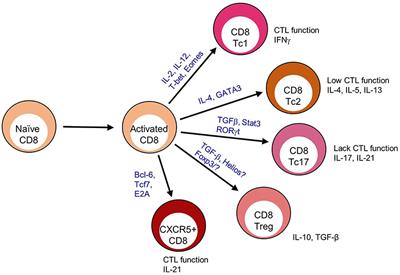 CXCR5+ CD8 T Cells: Protective or Pathogenic?